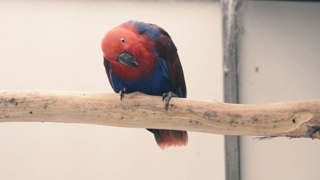 Electus Parrot at the zoo in the late afternoon.