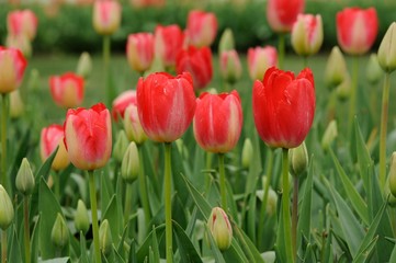 Fototapeta premium Pink tulips in tulip buds