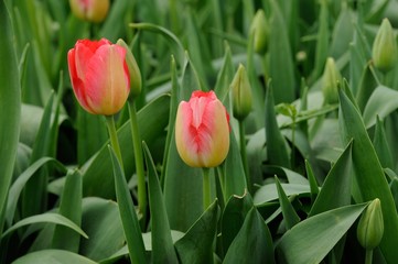 Pink tulips in tulip buds