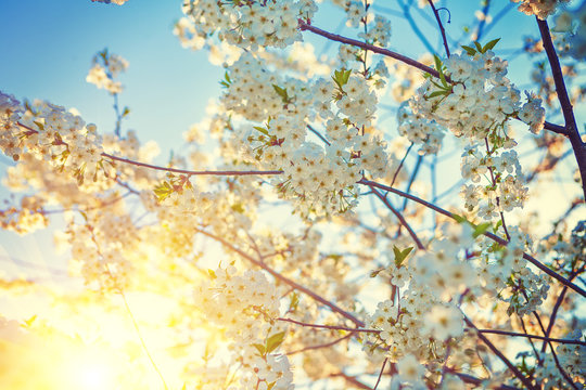 blossom of cherry tree with white fowers and sun insagram sttile