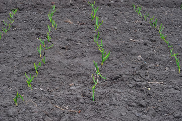Green onions on a bed planted in neat rows