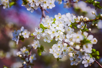 floral background white flowers of  cherry insagram sttile
