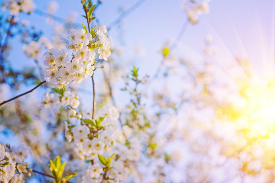 floral background sunshine blossom of cherry tree insagram sttil