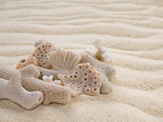 Fototapeta na wymiar Corals on the sandy beach