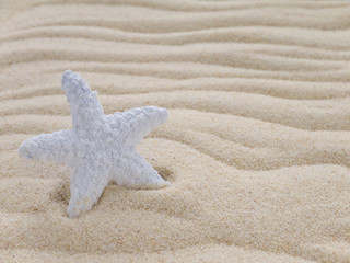 White starfish on the beach