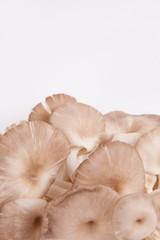 oyster mushroom on white paper background