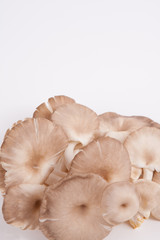 oyster mushroom on white paper background