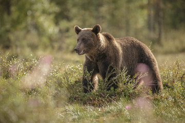 Obraz na płótnie Canvas Backlight brown bear