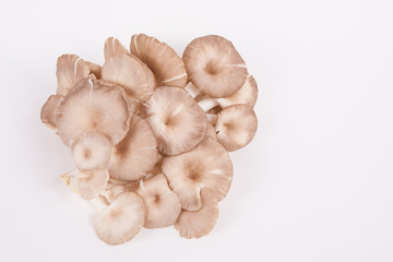 oyster mushroom on white paper background