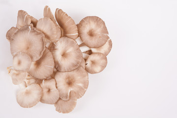 oyster mushroom on white paper background