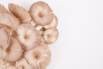 oyster mushroom on white paper background