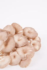 oyster mushroom on white paper background