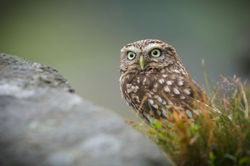 Little owl hiding in moorland grasses