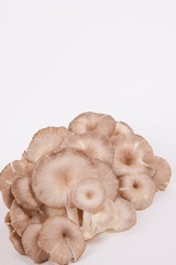 oyster mushroom on white paper background