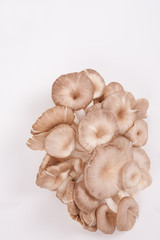 oyster mushroom on white paper background