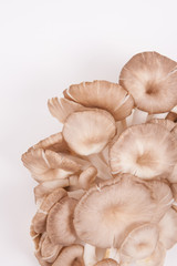 oyster mushroom on white paper background