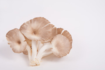 oyster mushroom on white paper background