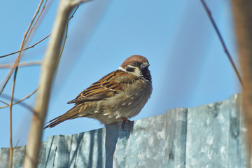 Sparrow - a regular inhabitant of the  parks.
