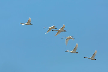 Flock of Tundra Swans migrating against a blue sky