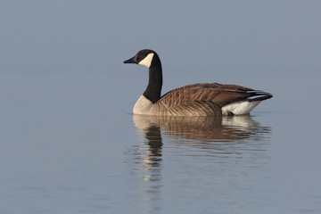 Canada goose swimming with reflection