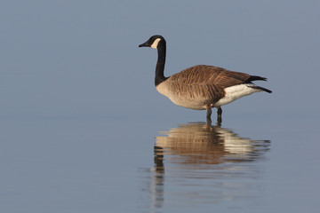 Canada Goose standing in shallow water with reflection