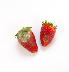 Rotten strawberry isolated on white background