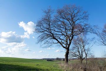 Fototapeta na wymiar bare tree on a green field against blue sky with clouds