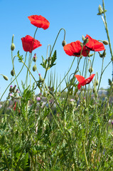 Fototapeta premium Poppies on blue sky background