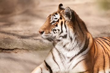 Tiger big male cat
