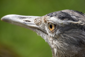 Riesentrappe Auge fokussiert