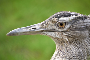 Riesentrappe Marko weiblich