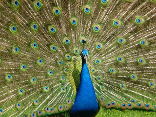 Naklejka premium Paon bleu faisant la roue