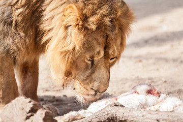 Male beautiful big lion looking in prey