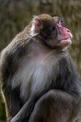 Portrait of monkey 2