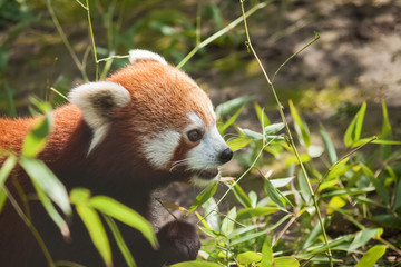 Naklejka premium Red panda