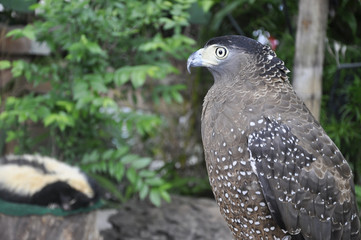 Falcon