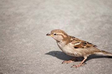 Sparrow
