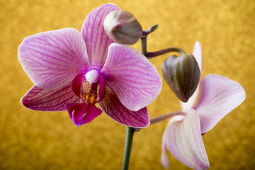 Pink orchid on colored background.