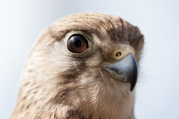 Falcon