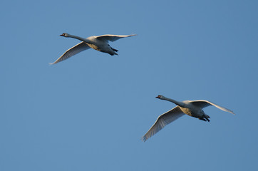 Höckerschwäne (Cygnus olor)