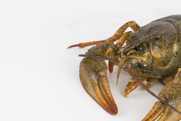 River crayfish alive - Stock Image macro.