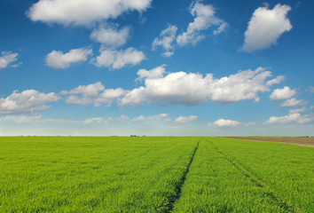 Fototapeta na wymiar Green wheat field landscape, tractor and village in the distance