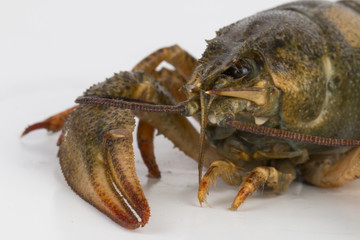 River crayfish alive - Stock Image macro.