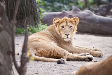 Fototapeta na wymiar Young male lion