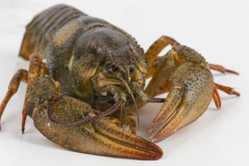 River crayfish alive - Stock Image macro.