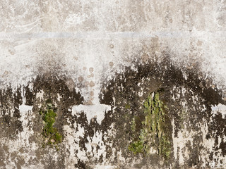 old concrete wall with mold