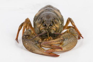 River crayfish alive - Stock Image macro.
