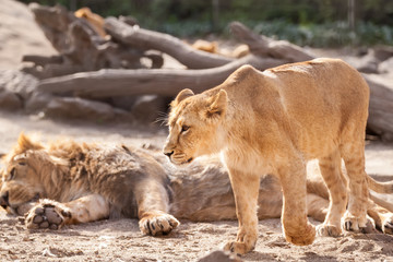 Fototapeta na wymiar Female lion walking around and defend herd