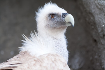 Vulture