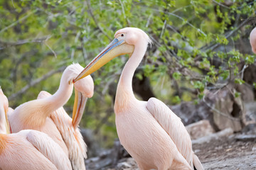 Pelican